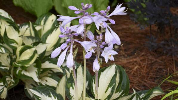 Sarah Browning: Bringing color to the shade